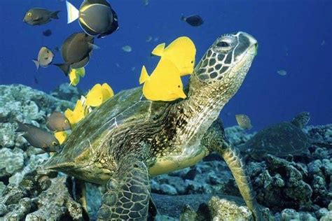 Waikiki Catamaran Snorkel And Turtle Tour 2024 Oahu