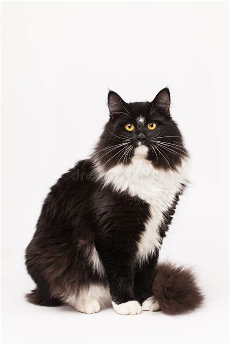 Black And White Siberian Cat Stock Image Image Of View Portrait