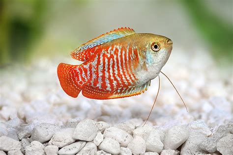 Native Fish Species Of China Worldatlas