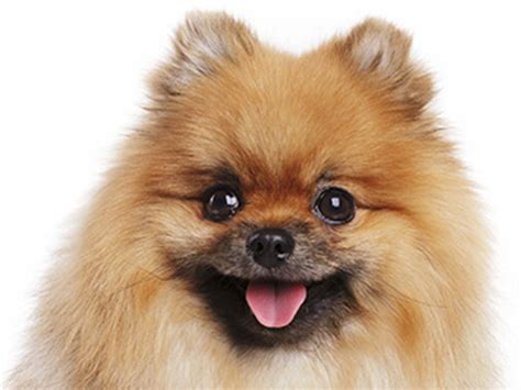 Non ho provato mai quel che non mi va. Cani di Piccola Taglia a Pelo Lungo: tutte le Razze ...