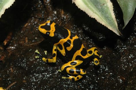 Dendrobates Leucomelas Frogs And Co