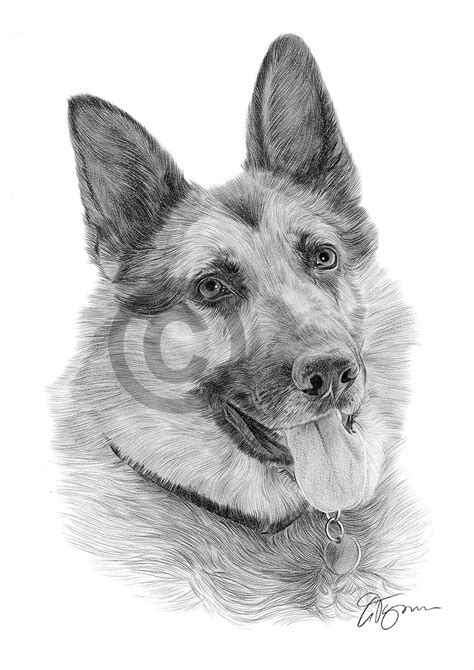 German Shepherd Pencil Drawing Art Print A4 Size Signed Dog Art