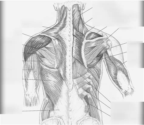 Shoulder Muscle Anatomy Diagram Quizlet