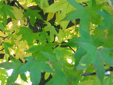 Small mammals and deer eat young sweet gum saplings and foliage. My Purple Velvet Box Full of Stuff: Tree Identification ...