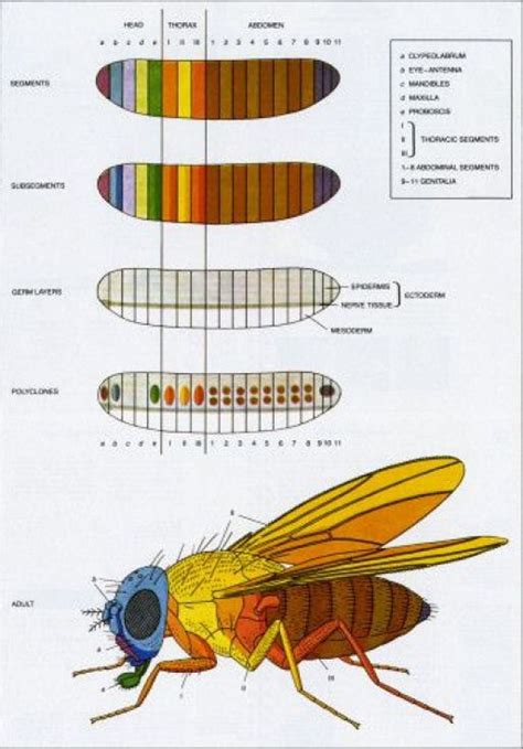 Common Fruit Fly Anatomy