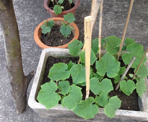 Growing Cucumbers The Beginning Of Fun Kitchen Garden