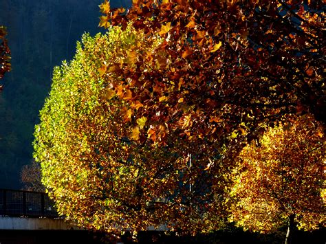 Free Images Tree Nature Branch Light Fog Night Sunlight Leaf