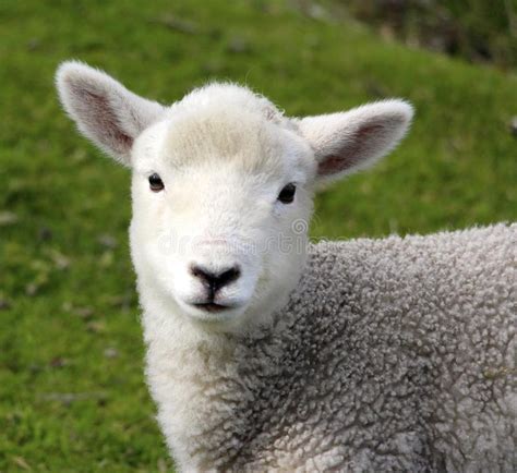 A Cute Baby Lamb On The Farm Stock Photo Image Of Life Grass 54783398