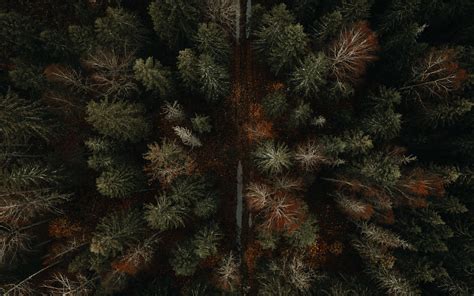 Download Wallpaper 3840x2400 Forest Road Aerial View Autumn 4k Ultra