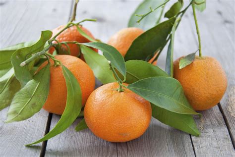 Citrus Tree Varieties Offered By Waimea Nurseries