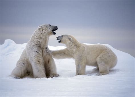 Les phoques sont sa proie principale. Ours Polaire - L'ours polaire en images - INFORMATUX ...