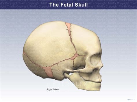 Right View Of The Fetal Skull Trial Exhibits Inc