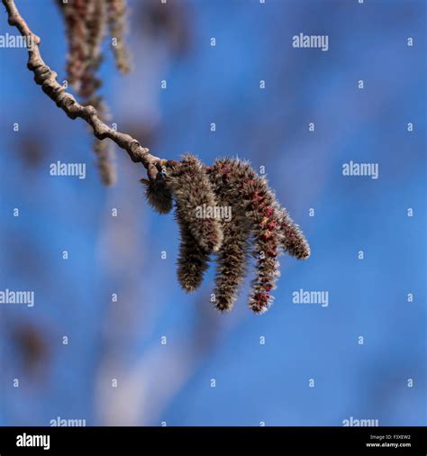 Spring Stock Photo Alamy