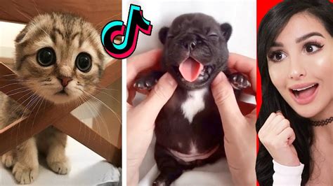 Cute Animals On Tik Tok That Will Make You Laugh Youtube