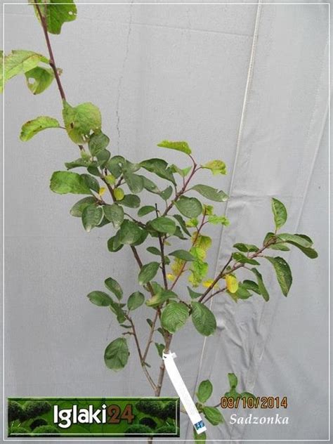 Prunus Domestica Valjevka Śliwa Valjevka C5 60 140cm Internetowy