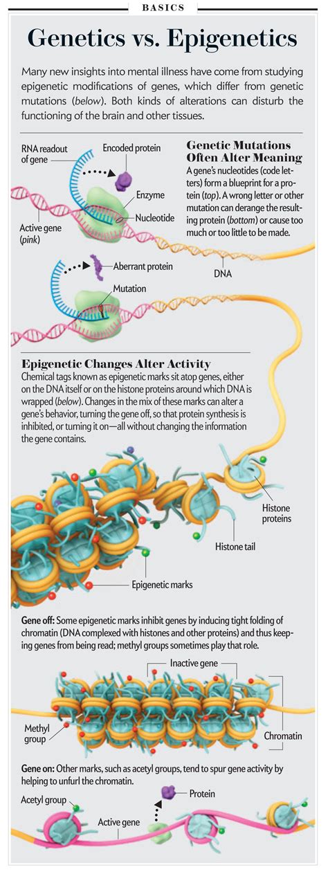 Infographic Genetics Vs Epigenetics