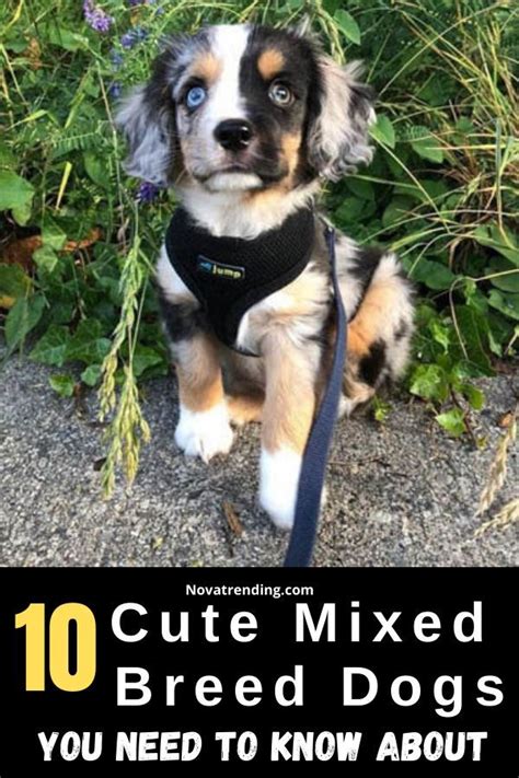 10 Adorable Mixed Breed Dogs Youll Fall In Love With Mixed Breed