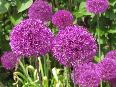 Descubra Kuva Fleur Boule Violette Sur Tige Thptnganamst Edu Vn