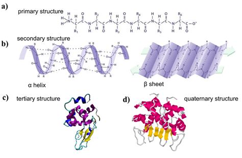 1 Dierent Hierarchical Structures In Proteins A Primary Structure