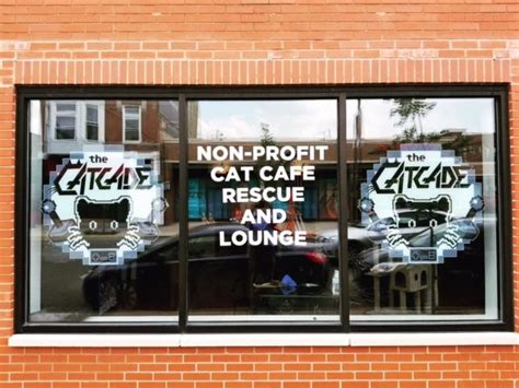 The cat cafe is open from 12 to 5:30 p.m. Chicago's first cat cafe brings together adoptable cats ...