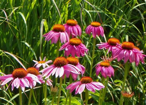 These flowers grow on 40 inch tall. echinacea ruby star | Willow House Chronicles