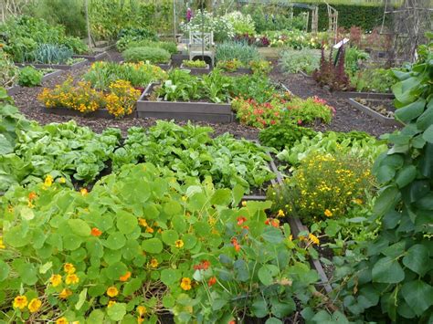 Planning A Companion Planting Garden Garden Layout Vegetable
