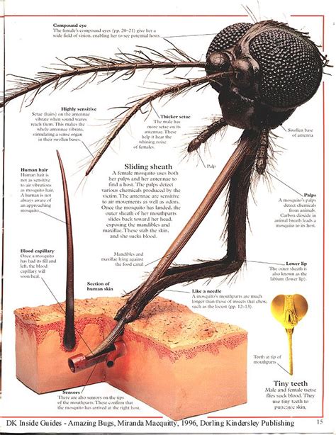 Up Close Picture Showing The Different Parts Of A Mosquito Head And How