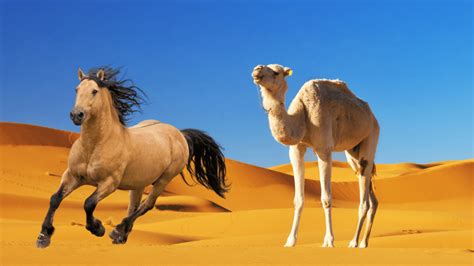 How Fast Camels Are Compared To Horses
