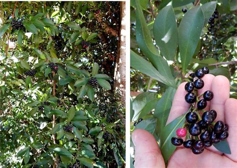 Small Straight Tree Purple Fruit With Single Round Seed 4660 Childers