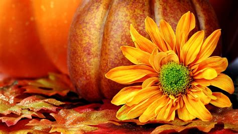 Fall Scene Wallpaper With Pumpkins 52 Images