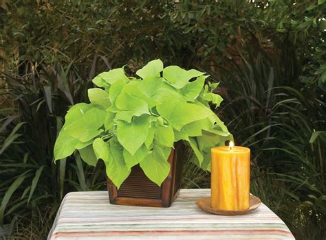 Heuchera 'sweet caroline' from the chelsea gold medal winning nursery plantagogo, which is also the holder of the national collection for heuchera frequently asked questions. Sweet Potato Vine - How to Plant, Grow, and Care for ...