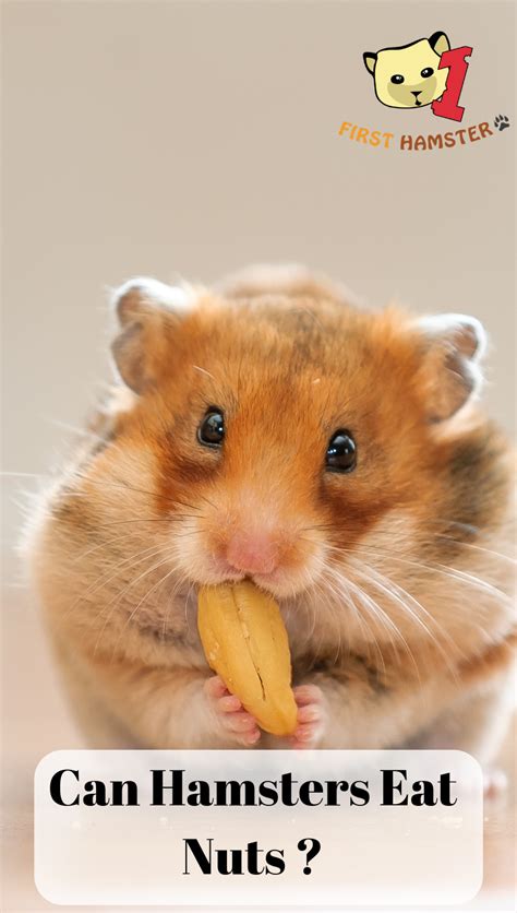 Can Hamsters Eat Peanuts Or Any Kind Of Nuts Hamster Hamster