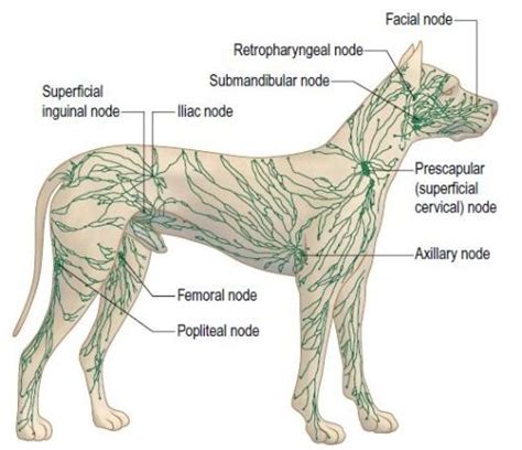 Vetstudent Microbiologymaniac Location Of The Major Lymph Nodes In The