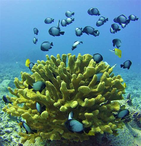 Statewide Herbivore Management To Improve Coral Reef Protection And