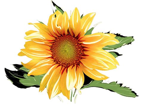 Common Sunflower Watercolor Painting Watercolor Sunflowers Png