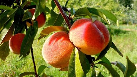 Petition · Plant Peach Trees In Peachland ·