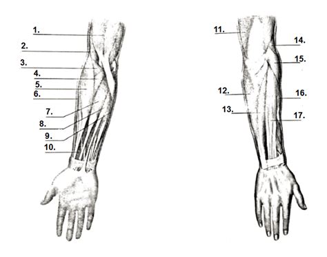 Serious bodybuilding enthusiasts know that building forearm strength is crucial to a wide array of upper body workouts. Forearm Muscle Diagram