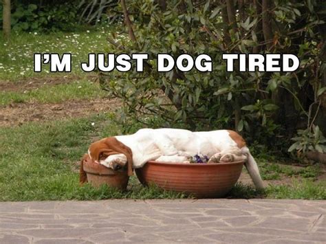 Dog Tired Quotes Quotesgram