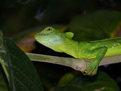 Eidechse 3 In Costa Rica Foto And Bild Tiere Wildlife Amphibien And Reptilien Bilder Auf