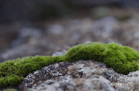 Peat Moss Clump Of Moss Sphagnum On Rock Underground Photograph By