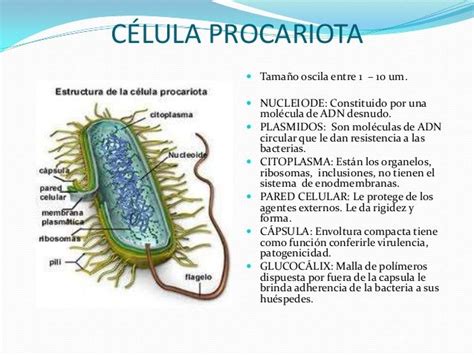 Celula Procariota DescripciÓn De Las Diferentes Partes De Una CÉlula