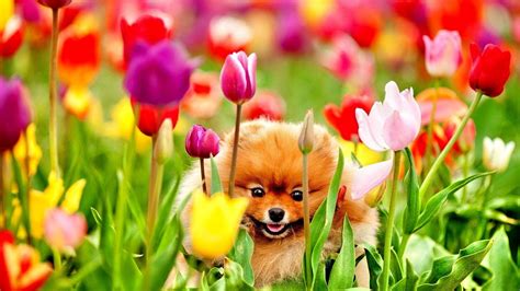 Puppy In Colorful Garden Wallpapers Wallpaper Cave