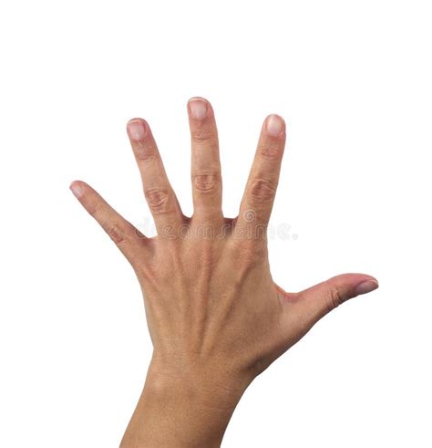 Open Female Hand Showing All Five Fingers Stock Image Image Of Help