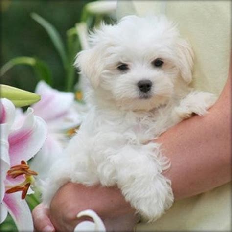 Gorgeous White Teacup Maltese Puppies Offer €350