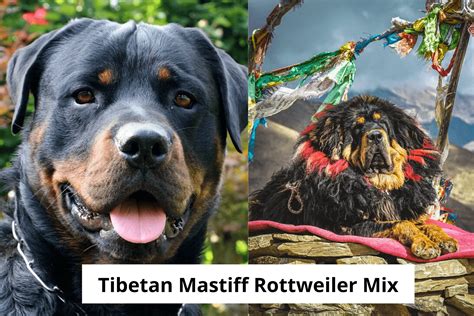 Tibetan Mastiff Mix With Rottweiler The Ultimate Guide Mastiff Web