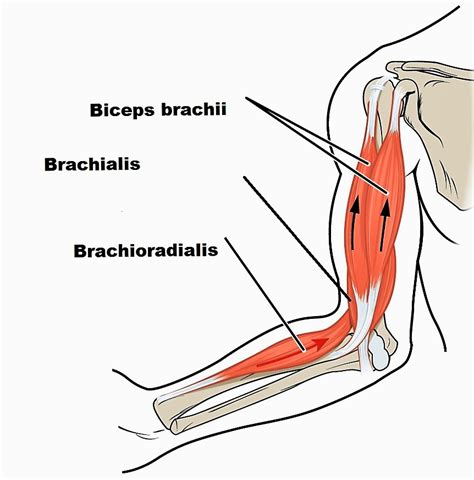 Elbow Muscles Diagram