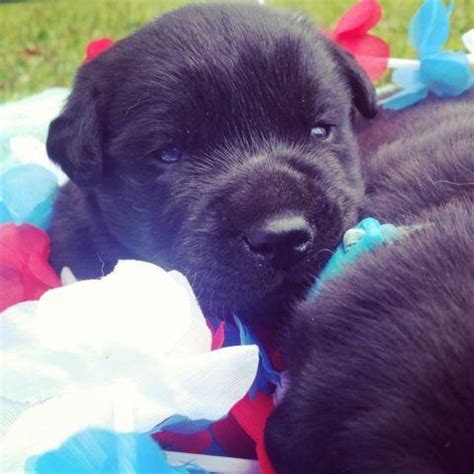 We breed english fox red labs, english black labs, english yellow labs, english white labs and english chocolate lab puppies. AKC English Black Lab Puppies for Sale in Stevens Point ...