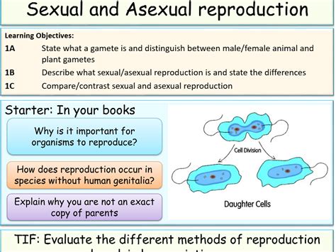 Sexual And Asexual Reproduction Teaching Resources