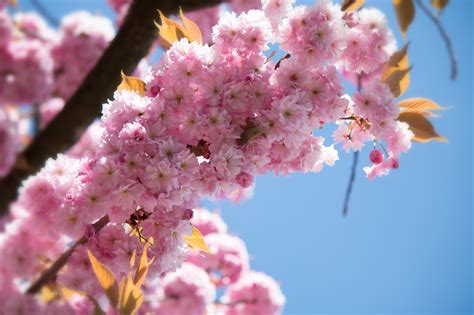 รูปภาพ ต้นไม้ สาขา ปลูก ผลไม้ กลีบดอกไม้ เบ่งบาน อาหาร ฤดู