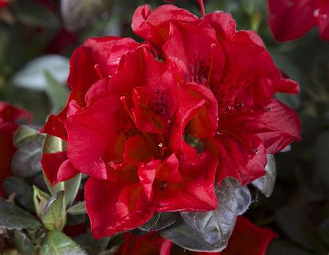 The town is best known for being the residence of kurt, a custom poké ball creator who makes poké balls out of apricorns. Autumn Fire Encore Azalea | Azalea shrub, Mailbox garden ...